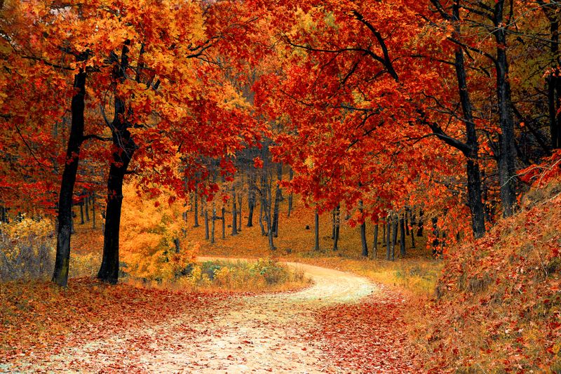 Fall season pest preparation in Piedmont North Carolina