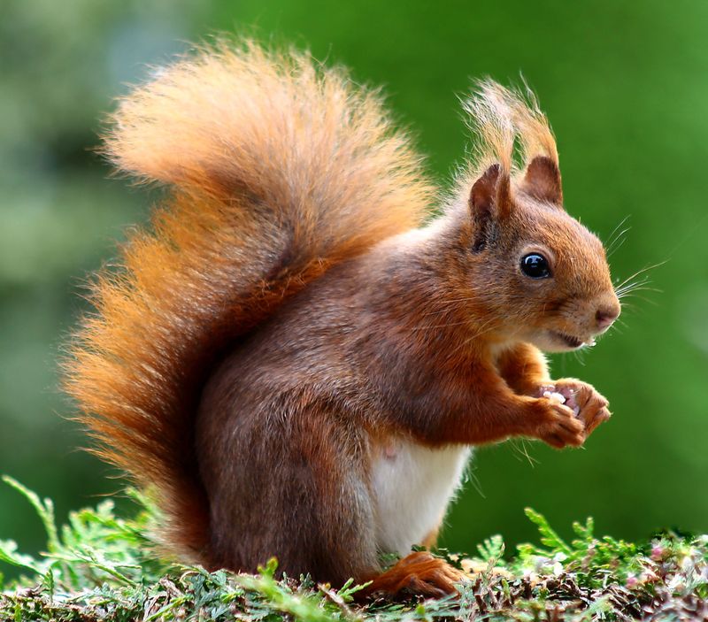 Humane wildlife removal in North Carolina