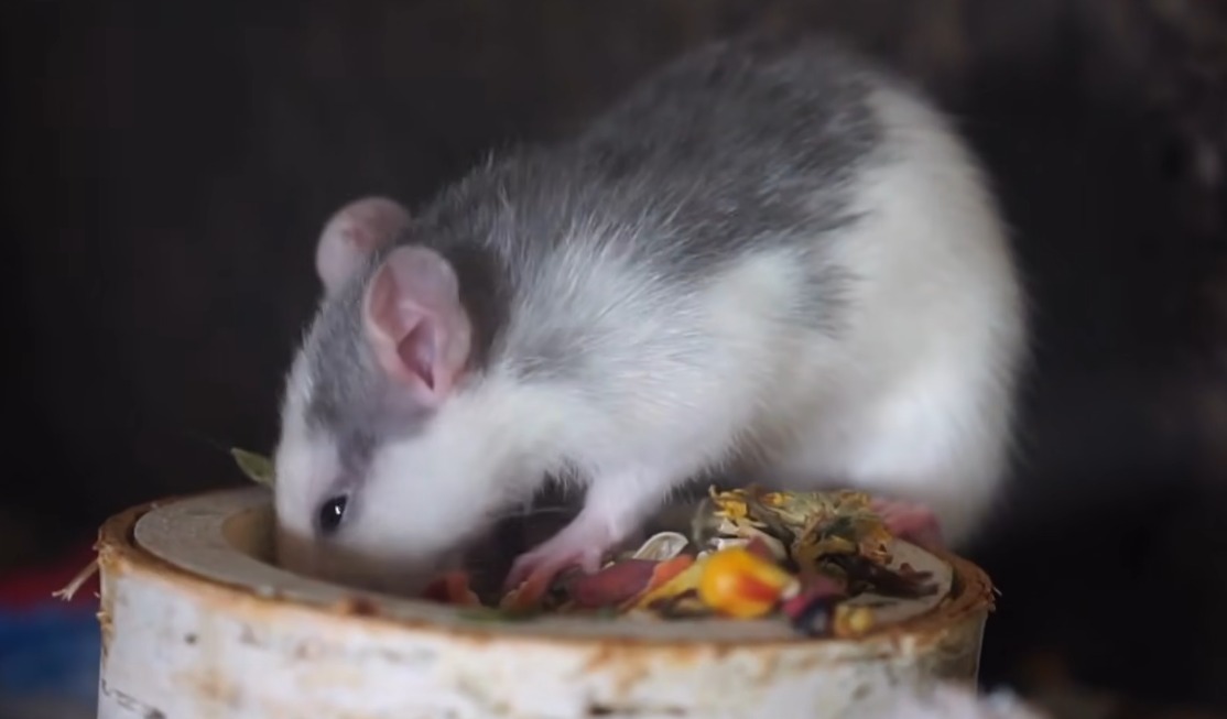 100% Rodent Exclusion Mooresville NC