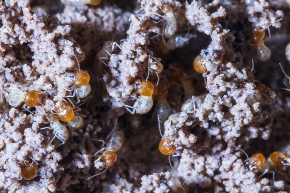 Termite Warranty Protected Mooresville NC