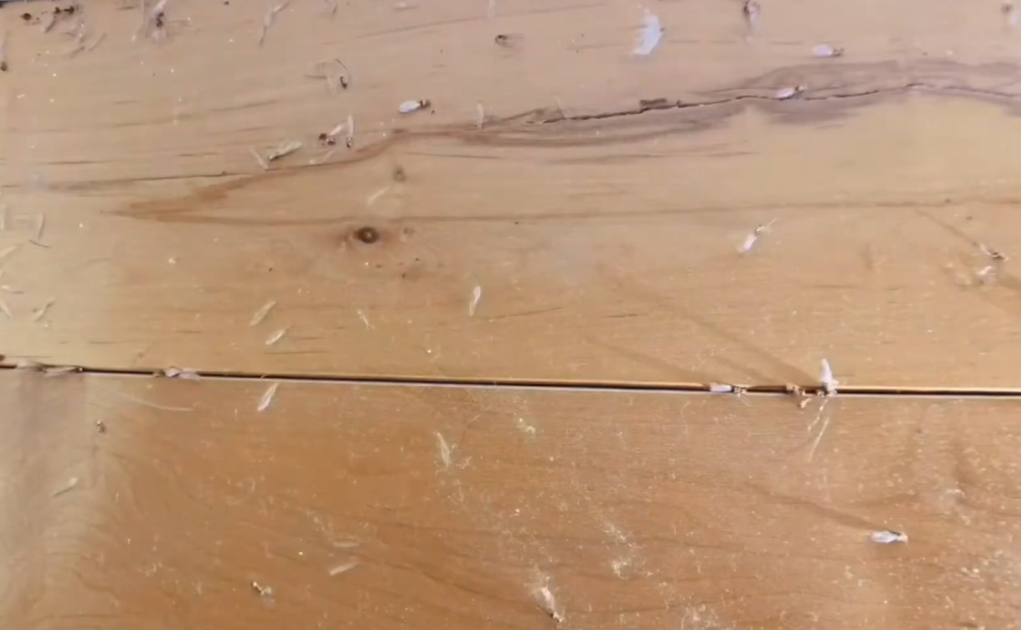 Termite Inspection and Colony Treatment Mooresville